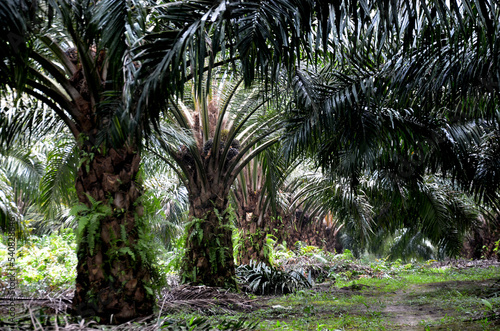 palm oil tree in the plantation