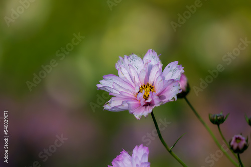 Weiß-Rose Blüte freigestellt vor Bokeh-Hintergrund