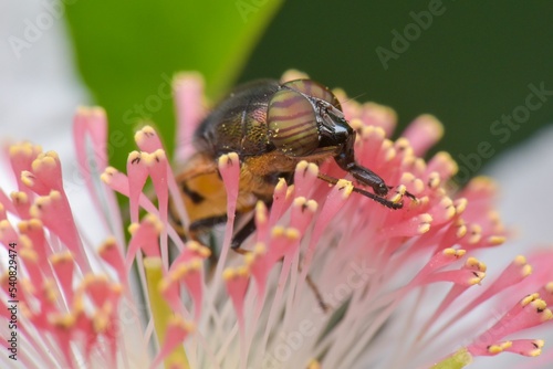 Macro shot of a rhiniid blowfly on a pink flower photo