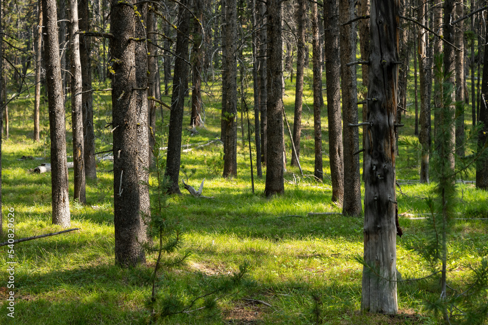 Fototapeta premium Patches of Sunlight In Pine Forest