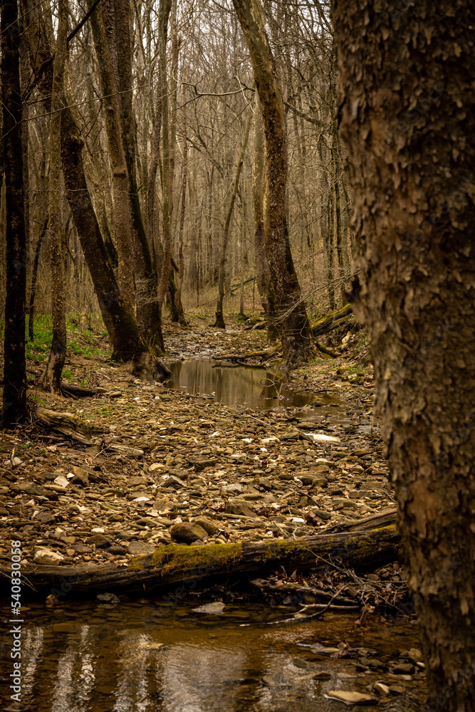 Rocky Stream Bed In Early Spring In Mammoth Cave Rocky Stream Bed In Early Spring In Mammoth Cave