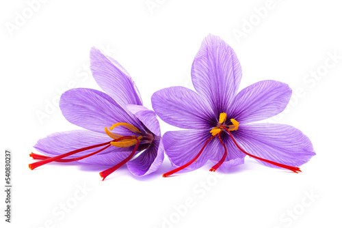 Saffron (Crocus sativus) flower.  stigmas in evidence. spice dried