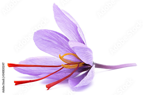 Saffron (Crocus sativus) one flower.  stigmas in evidence. spice dried