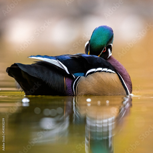 Fotografie Close up of Wood duck (aix sponsa) drake preening feathers on overcast fall morn