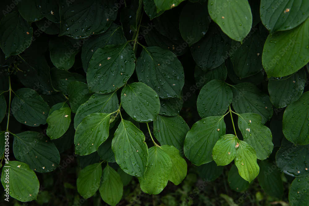 Tropical leaves, abstract green leaves texture, nature background Tropical leaves, abstract green leaves texture, nature background