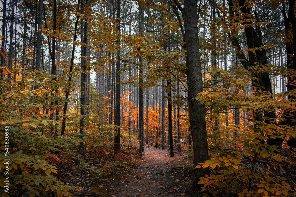Fototapeta premium autumn in the forest