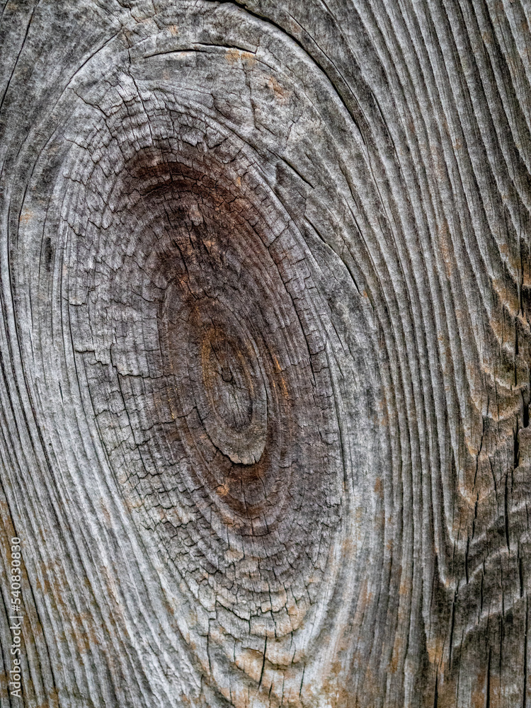 Fototapeta premium Holztextur