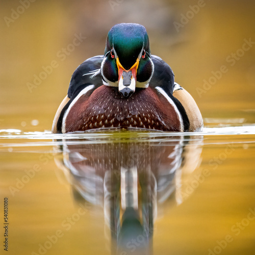Foto Close up of Wood duck (aix sponsa) drake swimming towards camera on overcast fal