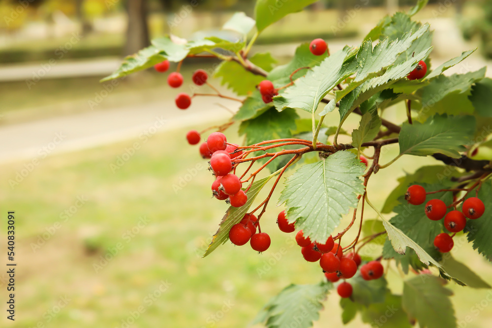 Obraz premium Ripe viburnum berries on tree in garden, closeup