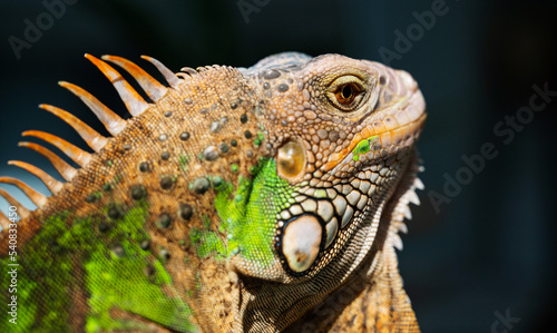 lizard  animal  green lizard with blur background