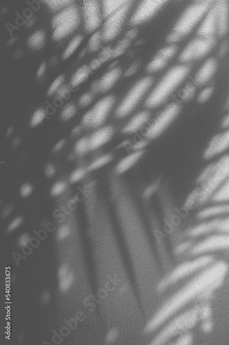 leaf shadow background with space for text