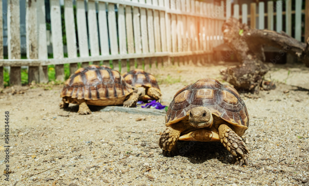 three Sucata tortoise on the ground three Sucata tortoise on the ground