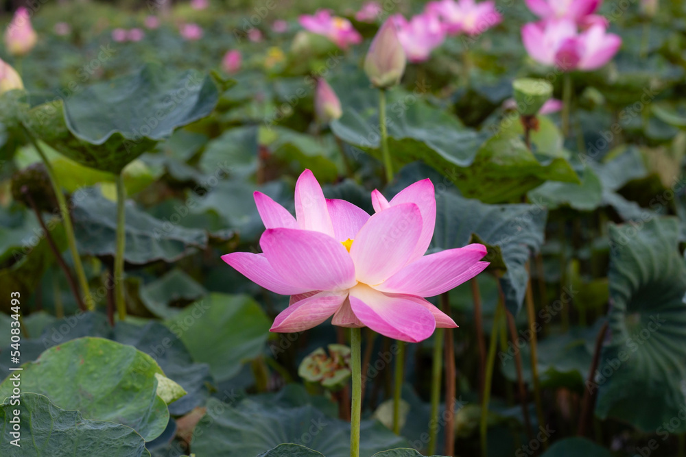 Pink lotus flower blooming in pond with green leaves Pink lotus flower blooming in pond with green leaves