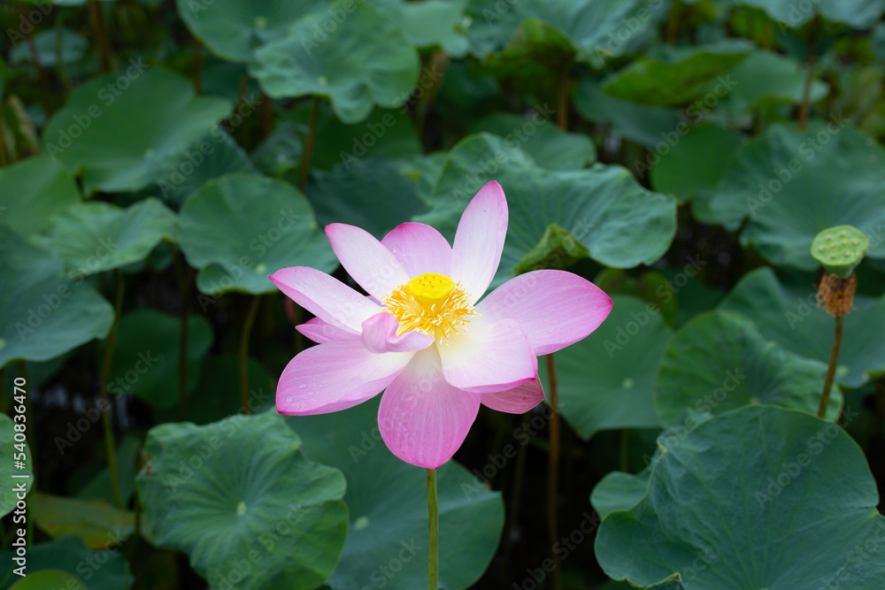 Pink lotus flower blooming in pond with green leaves Pink lotus flower blooming in pond with green leaves