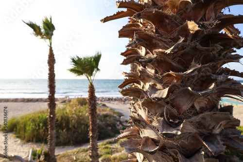 Closeup view of palm tree bark on beach