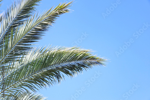 Palm tree leaves against sky background