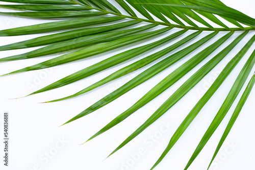 Green leaves of palm tree on white background. © Bowonpat