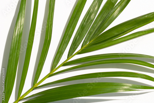 Green leaves of palm tree on white background.