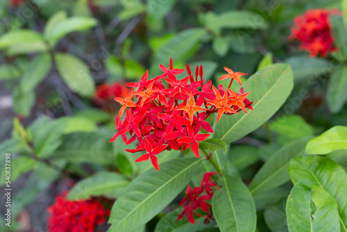 Ixora flower in the garden