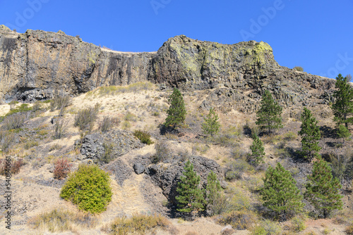 Hillside of trees dot basalt cliff face in Central Washington