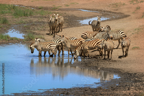 Zebras at waterhole  Serengeti  Tanzania