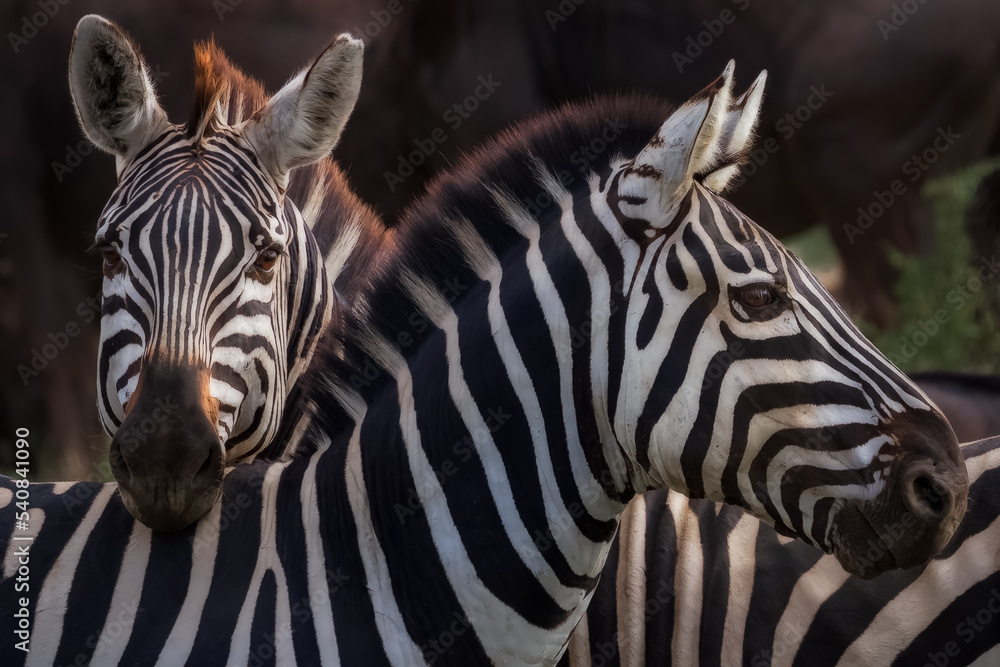 Zebras close-up, Serengeti, Tanzania Zebras close-up, Serengeti, Tanzania
