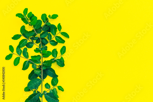 libustrina on yellow background
