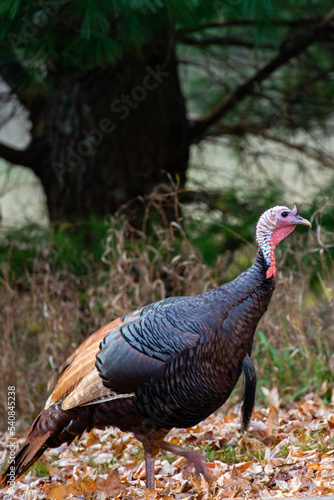Rare wild male turkey (Meleagris gallopavo) erythritic color phase also known as red phase in October