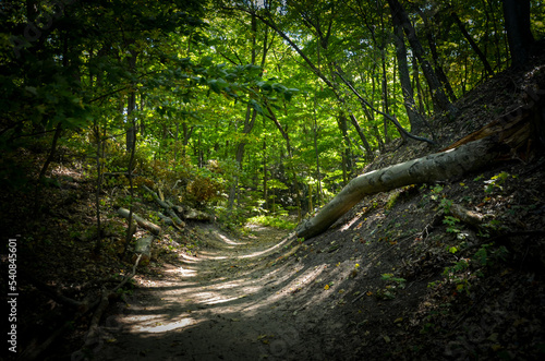 tree in the forest