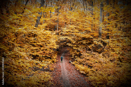 autumn forest background