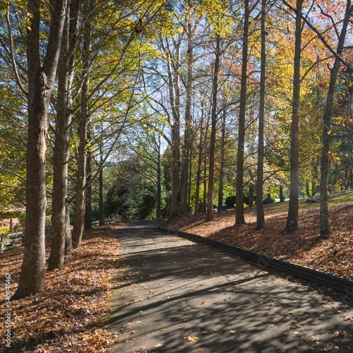 Asphalt road surrounded by tall green trees photo