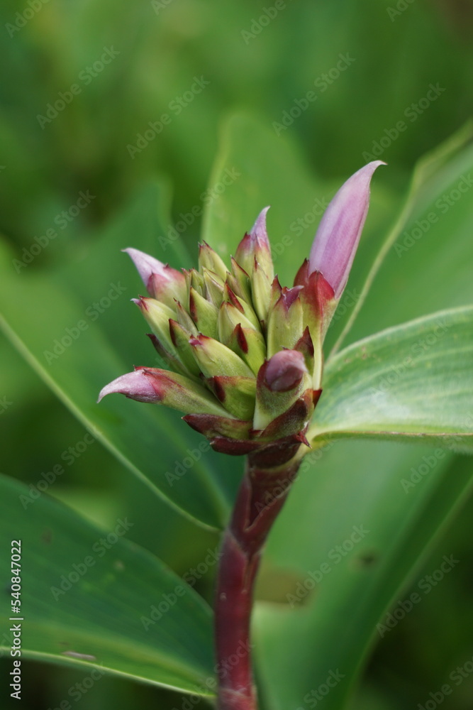Cheilocostus speciosus (Also called crepe ginger, Costaceae, Hellenia speciosa, Pacing tawar) in nature. The rhizome has been used to treat fever, rash, asthma, bronchitis, and intestinal worms Cheilocostus speciosus (Also called crepe ginger, Costaceae, Hellenia speciosa, Pacing tawar) in nature. The rhizome has been used to treat fever, rash, asthma, bronchitis, and intestinal worms
