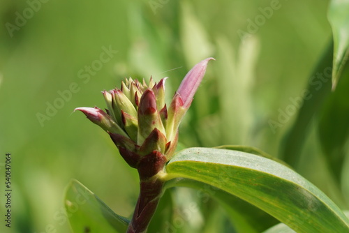 Cheilocostus speciosus  Also called crepe ginger  Costaceae  Hellenia speciosa  Pacing tawar  in nature. The rhizome has been used to treat fever  rash  asthma  bronchitis  and intestinal worms