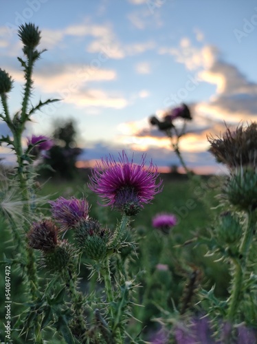 thistle flower in the field 