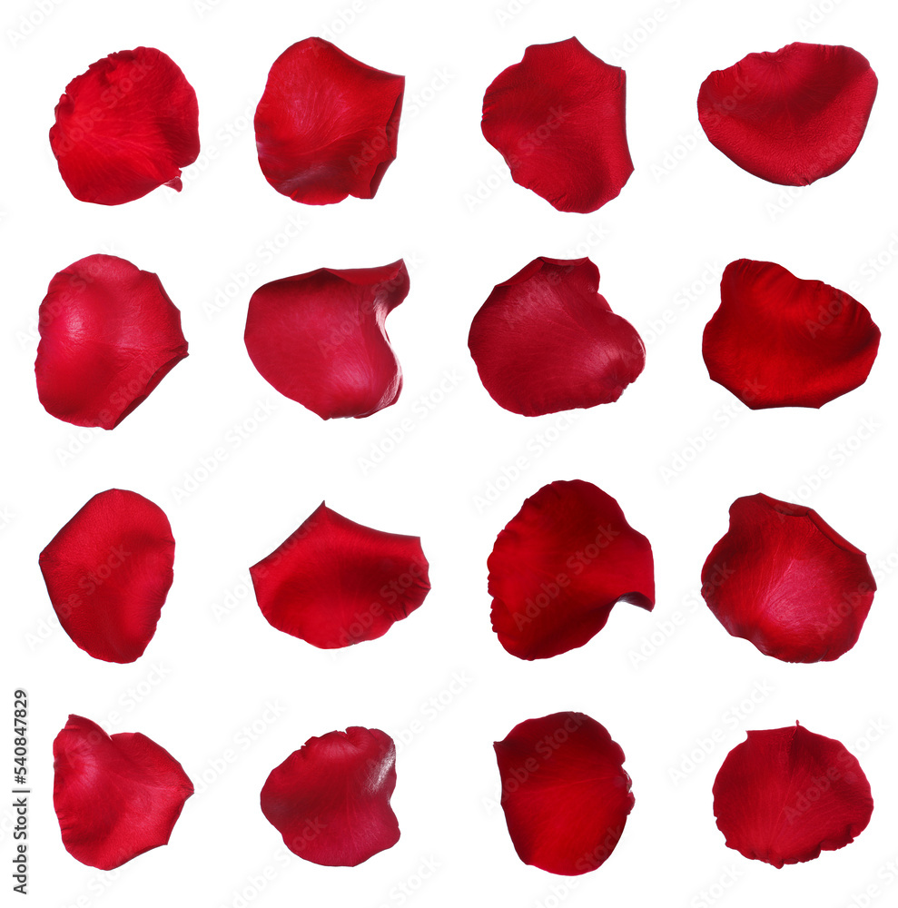 Naklejka premium Fresh red rose petals on white background, top view