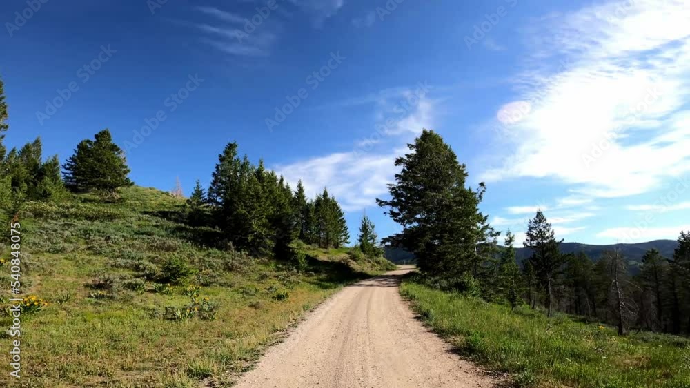 Upper Rainey 11 Creek Trailhead Dirt Road Yellow Flowers Birch Trees Irwin Idaho Rocky Mountains Driving POV Upper Rainey 11 Creek Trailhead Dirt Road Yellow Flowers Birch Trees Irwin Idaho Rocky Mountains Driving POV