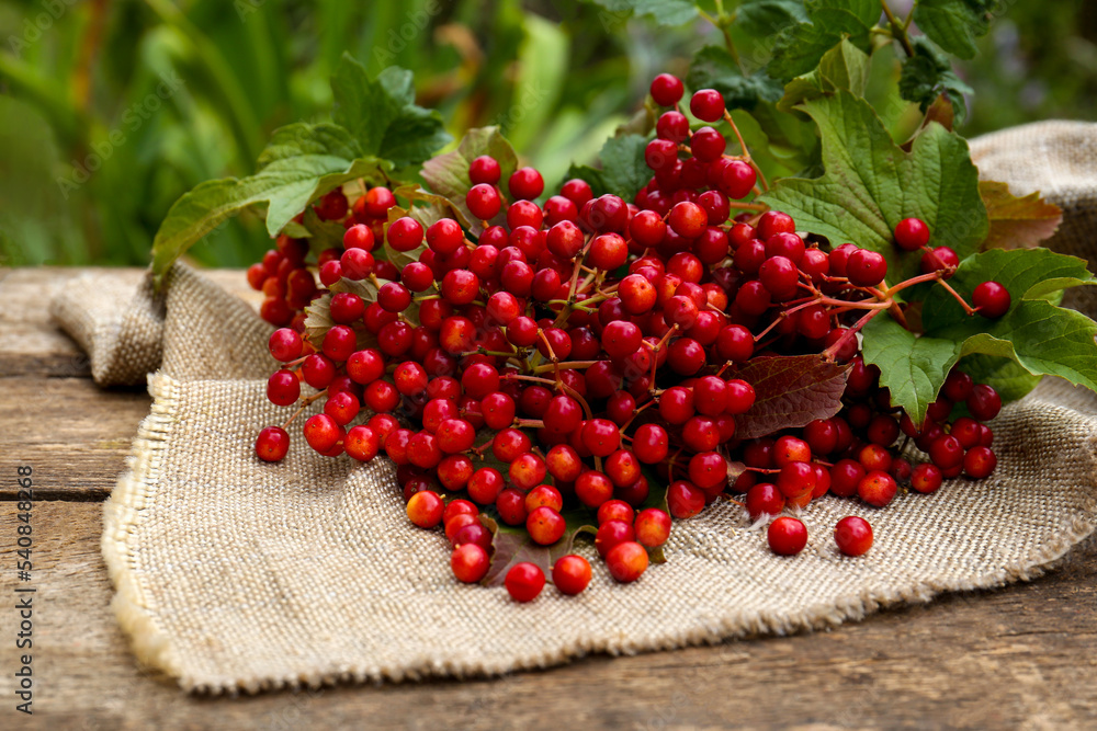 Branch of viburnum with ripe berries on table outdoors Branch of viburnum with ripe berries on table outdoors