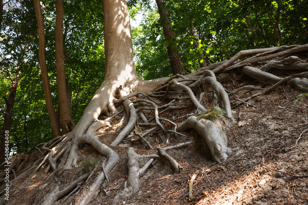 Tree roots visible through ground in forest