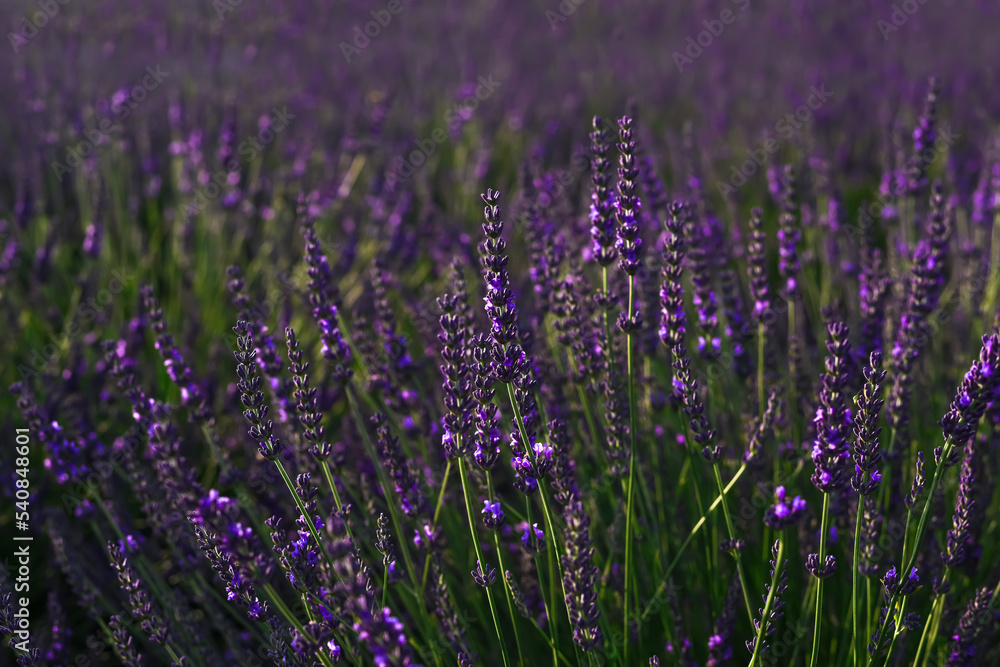 Naklejka premium Beautiful blooming lavender plants growing in field, closeup