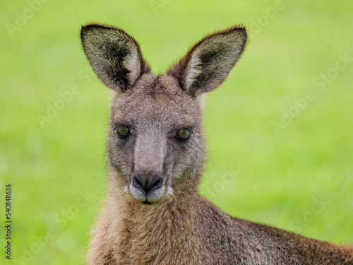 Fototapeta Naklejka Na Ścianę i Meble -  Reddish Kangaroo Head