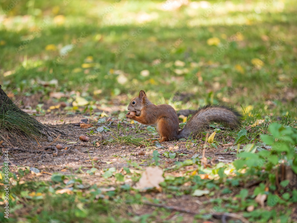 Autumn squirrel with nut sits on green grass with fallen yellow leaves Autumn squirrel with nut sits on green grass with fallen yellow leaves