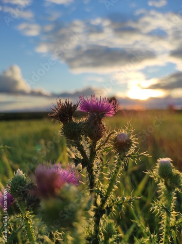 flower of a thistle in the field 