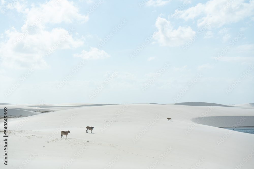 Cows in the middle of the dunes, Lençois Maranhenses, Brazil 