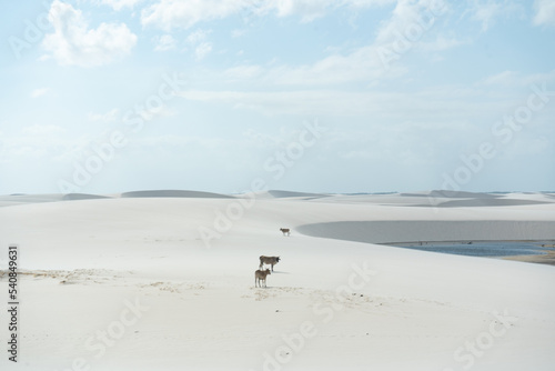 Cows in the middle of the dunes, Lençois Maranhenses, Brazil 