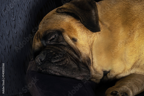 2022-10-24 CLOSE UP OF A BULLMASTIFF LYING ON A BED SLEEPING WITH HER EYE SLIGHTLY OPEN