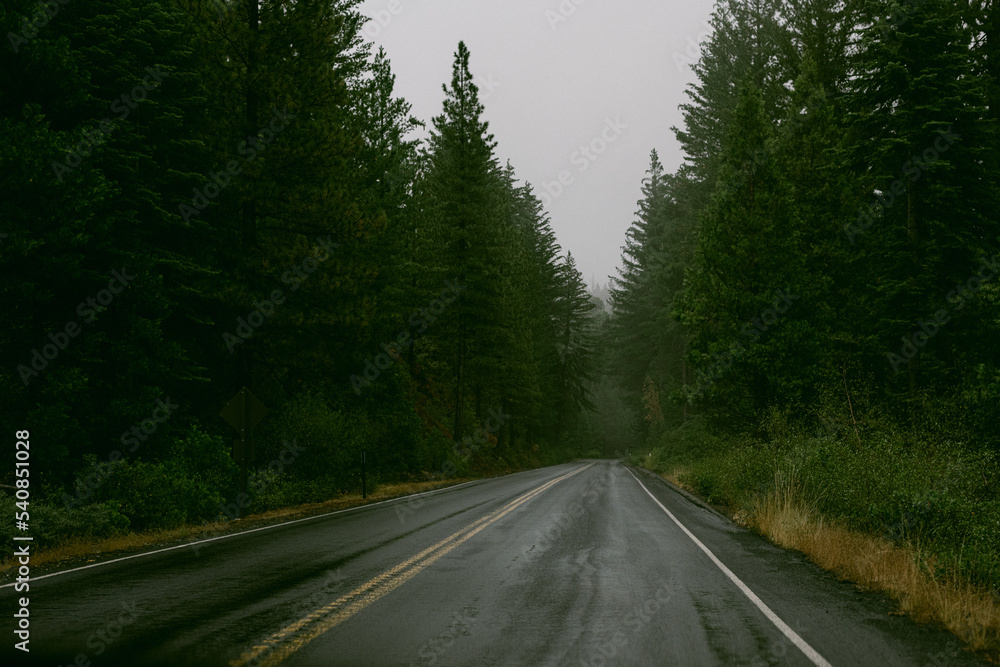 road in the forest