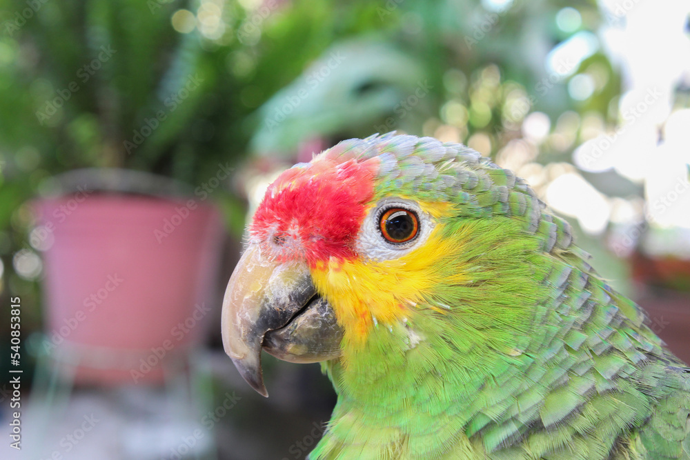 cabeza-de-loro-con-cresta-roja-stock-foto-adobe-stock
