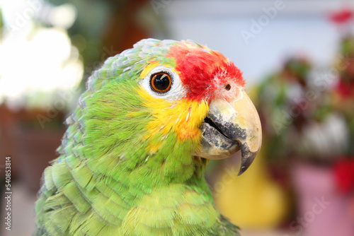 Cabeza de loro con colores de plumas amarillas, verdes y rojas.