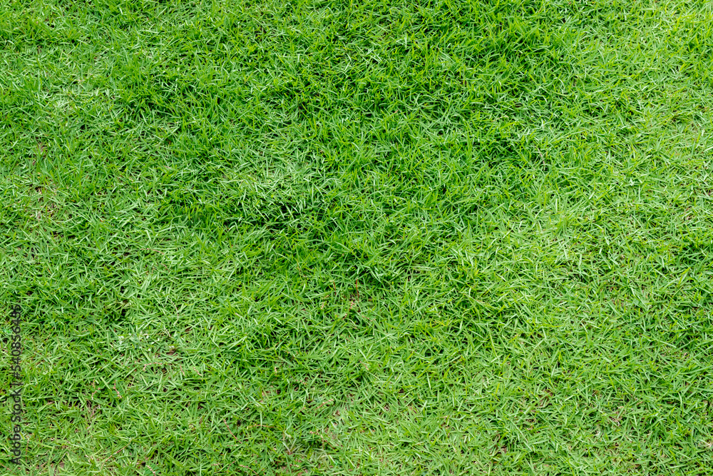 Fototapeta premium Green fresh grass forming texture and background