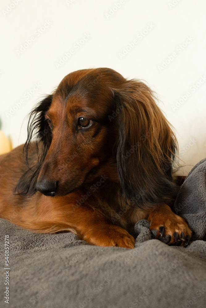 Red haired dachshund sad dog portrait close up